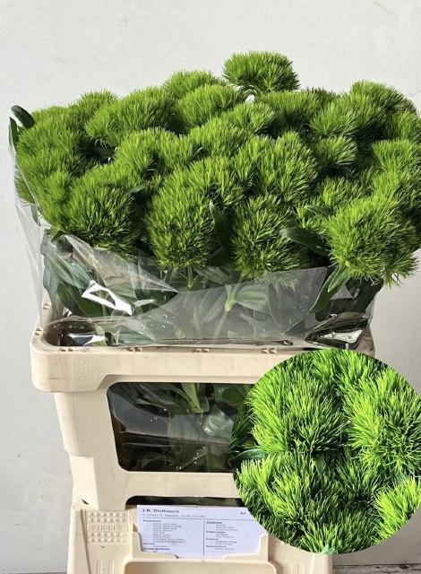 <h4>DI BARB GREEN WICKY</h4>