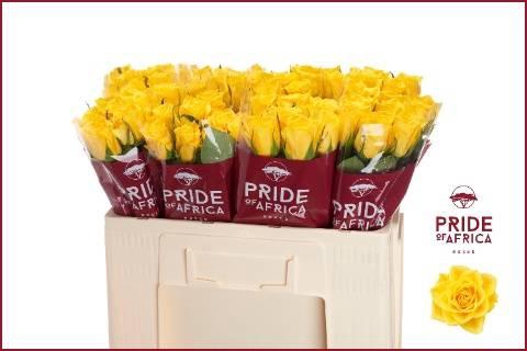 <h4>Rosa kl Njano</h4>