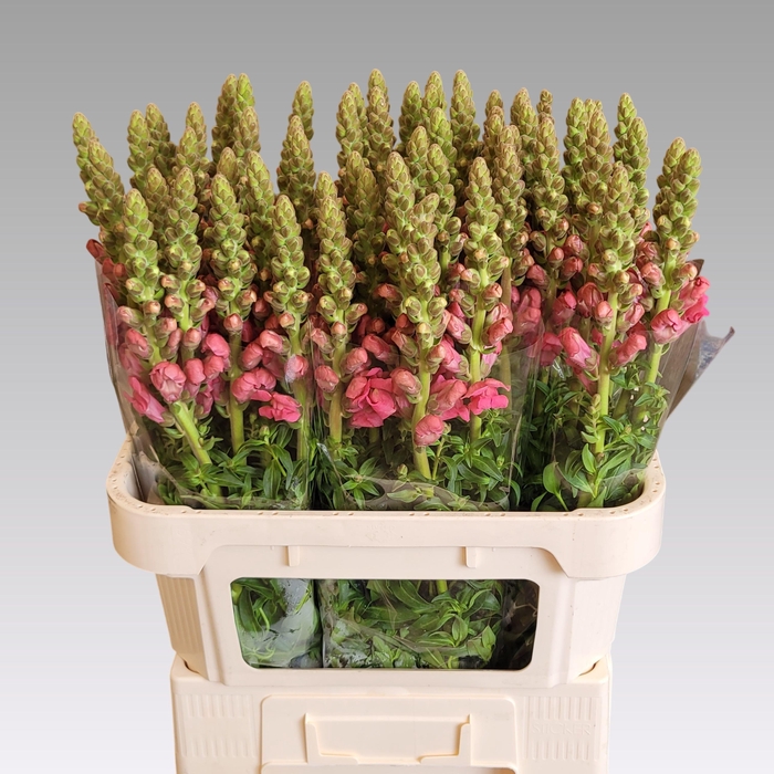 ANTIR AVIGNON ROSE