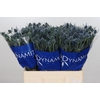 Eryngium Blue Dynamite