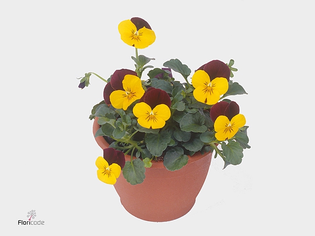 VIO CO EM YEL BU JUP