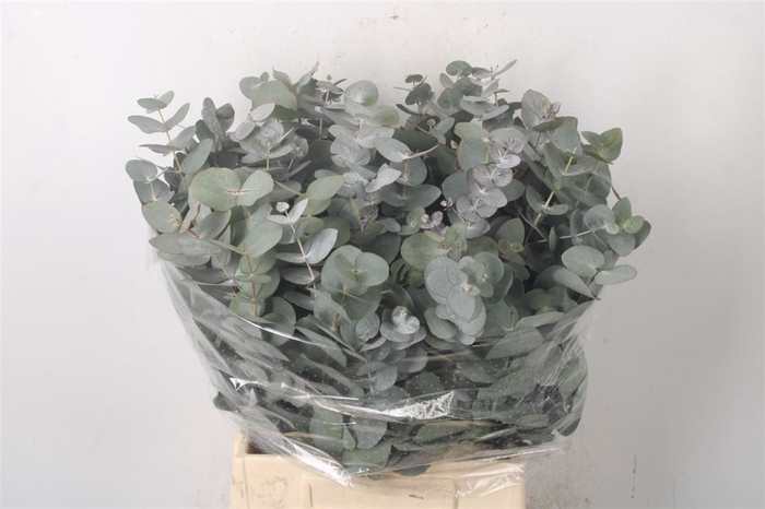 <h4>Euc Cinerea Per Bunch 150 Gram</h4>