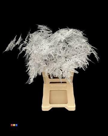 <h4>Asp Extra Silver</h4>