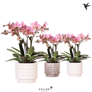 Kolibri Orchids Phalaenopsis Treviso in Marble pot mix