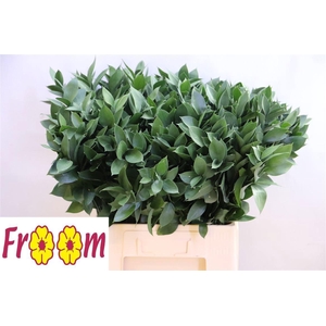 RUSCUS HYPOPHYLLUM