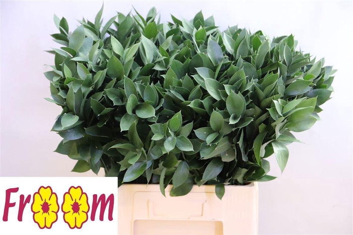 <h4>RUSCUS HYPOPHYLLUM</h4>