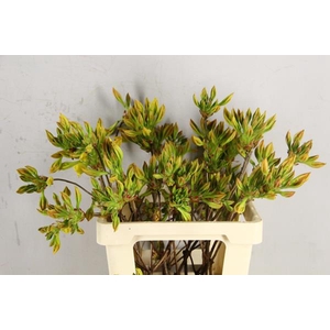 Rhodo. Geel