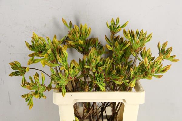 <h4>Rhodo. Geel</h4>