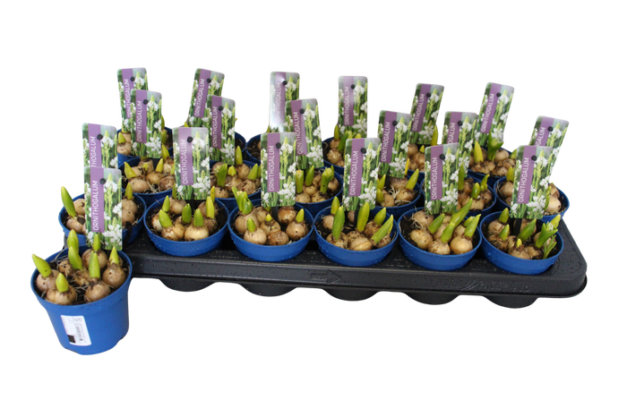 <h4>Bol op pot Ornithogalum Balansae</h4>