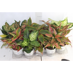 AGLAONEMA VARIADA P12 PREMIUM