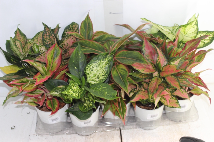 <h4>AGLAONEMA VARIADA P12 PREMIUM</h4>