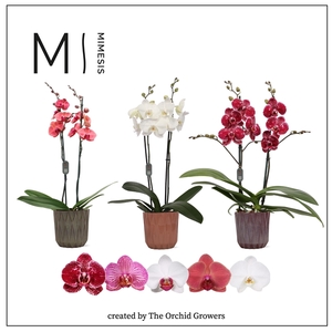 Mimesis Phal. Mix - 2 spike 12cm in Maria ceramic