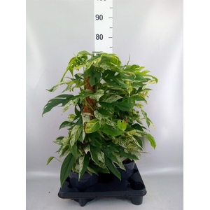 Epipremnum pinn. 'Marble Variegata'