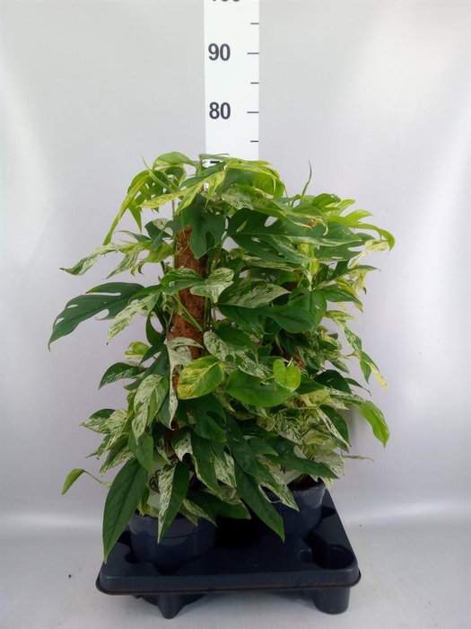 <h4>Epipremnum pinn. 'Marble Variegata'</h4>