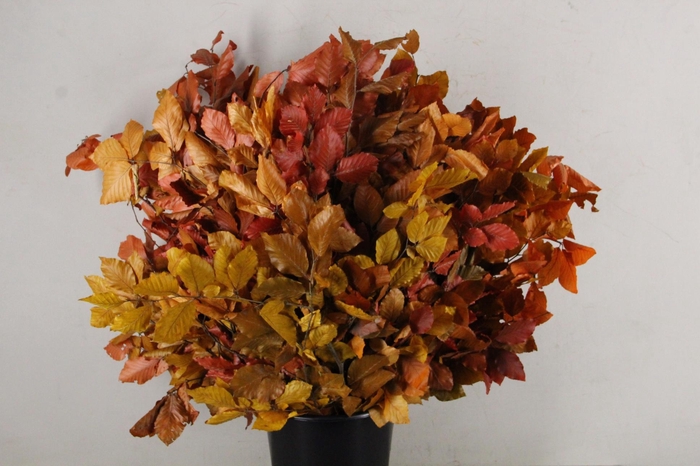 <h4>PF Beech Leafs Bs Autumn 150g</h4>