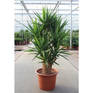 Yucca elephantipes 4+ armen