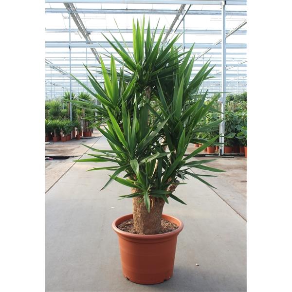 <h4>Yucca elephantipes 4+ armen</h4>