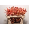 Ilex Ve Oudijks Orange