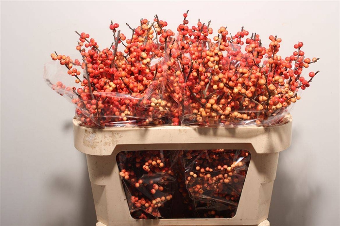 Ilex Ve Oudijks Orange
