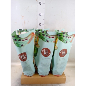 Paphiopedilum  'Amerikaanse hybrid'