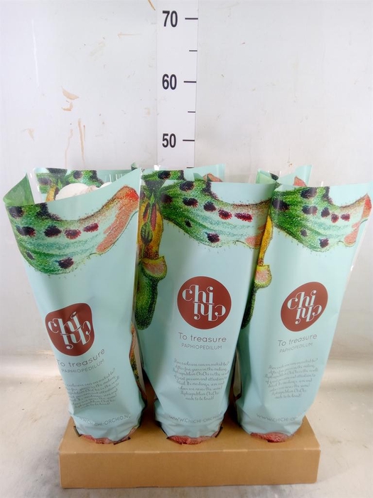 <h4>Paphiopedilum  'Amerikaanse hybrid'</h4>
