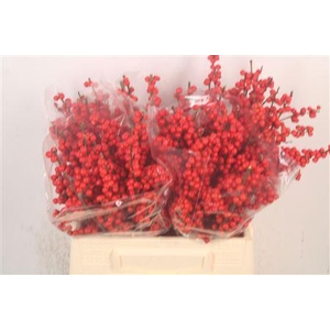 Ilex Verticilata Red Extra
