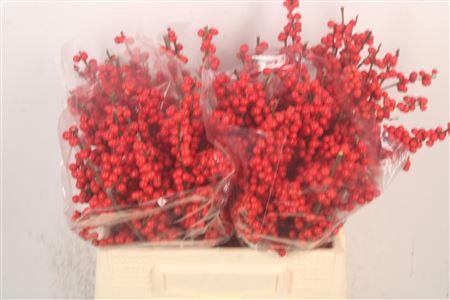 <h4>Ilex Verticilata Red Extra</h4>