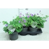 Geranium Rozanne
