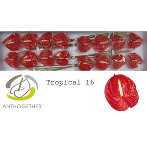 Anth Tropical