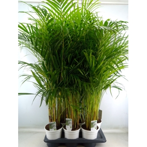 Dypsis lutescens   ...Chrysalidoca