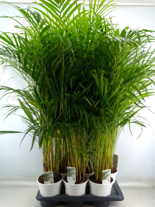 <h4>Dypsis lutescens   ...Chrysalidoca</h4>