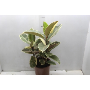 FICUS ELASTICA TINEKE P24