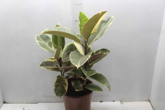 <h4>FICUS ELASTICA TINEKE P24</h4>