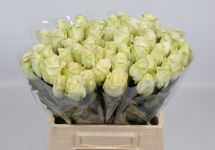 <h4>R GR SNOWSTORM+</h4>