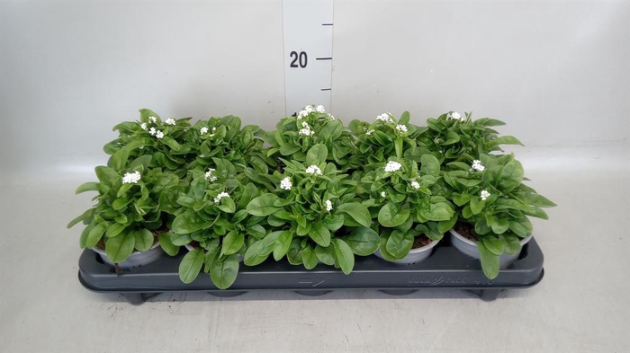 <h4>Myosotis sylv. 'Mon Amie White'</h4>