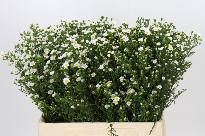 <h4>Aster Paquita</h4>
