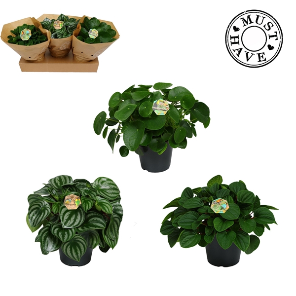 <h4>Peperomia Mix</h4>