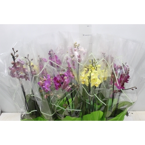 PHALAENOPSIS P12 MULTIFLORA 2 HT