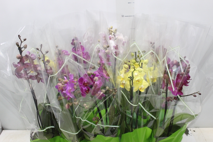 <h4>PHALAENOPSIS P12 MULTIFLORA 2 HT</h4>