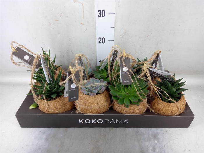 <h4>Succulents   ...mix 4</h4>