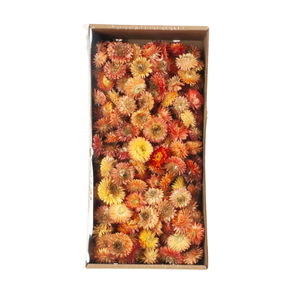 Helichrysum Heads 100gr Natural Salmon