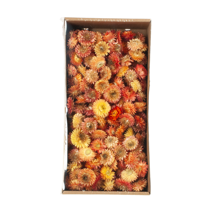 <h4>Helichrysum Heads 100gr Natural Salmon</h4>