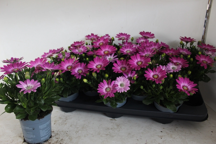<h4>OSTEO FP PINK ORBIT</h4>