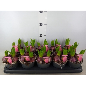 Hyacinthus orie. 'Pearl Pink'