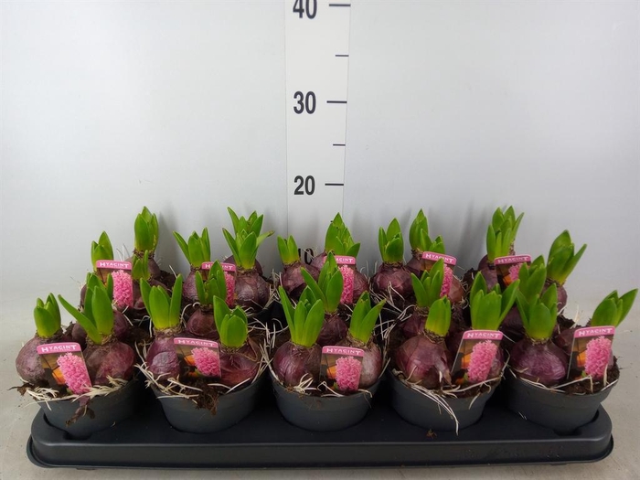 <h4>Hyacinthus orie. 'Pearl Pink'</h4>