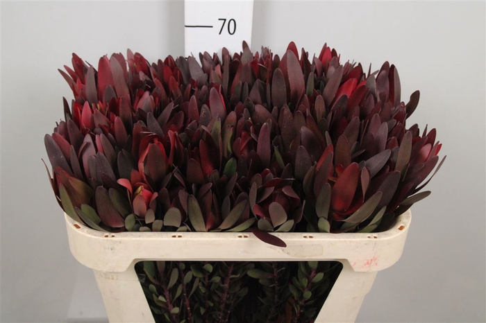 <h4>Leucadendron Saf Sunset Dark R.</h4>