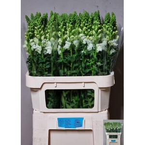 ANTIR NANTES WHITE