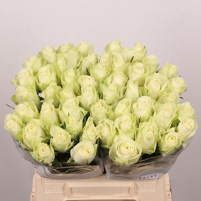 <h4>R GR ATHENA</h4>