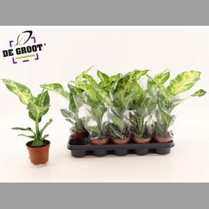 Dieffenbachia  'Mars'