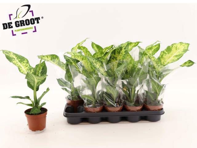 <h4>Dieffenbachia  'Mars'</h4>